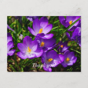 Postale Carte de remerciement aux crocus lilas
