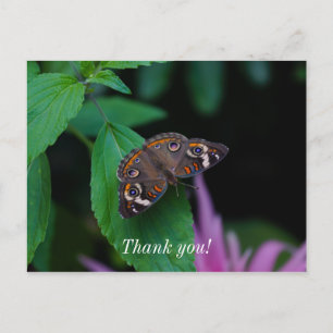 Postale Carte de remerciement Papillon Tacheté