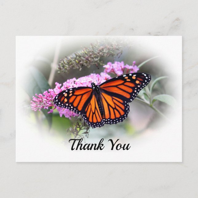 Postale Carte de remerciement photo de beau papillon monar (Devant)