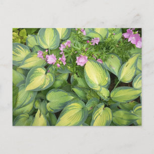Postale Carte de vœux botanique florale aux feuilles de Ho