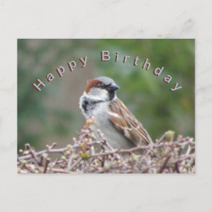 Postale Carte de vœux d'anniversaire avec un moineau migno