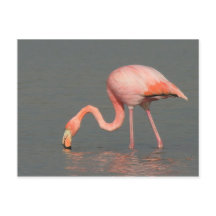 Carte de voeux de Flamant rose