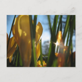 Postale Carte de voeux "Garden Sunset"