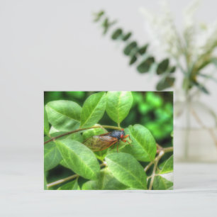 Postale Carte de voeux pliée Red Eyed Cicada