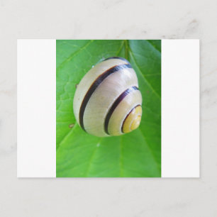 Postale Carte de voeux pour l'escargot brun blanc