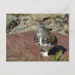Postale Carte de voeux Ptarmigan à queue blanche