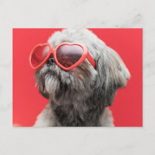 Postale Carte de vœux Shih Tzu