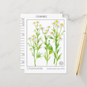 Postale Carte d'étude Médicale sur les plantes de la mère 