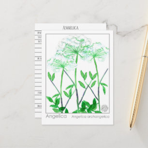 Postale Carte d'étude sur les plantes Angelica Materia Med