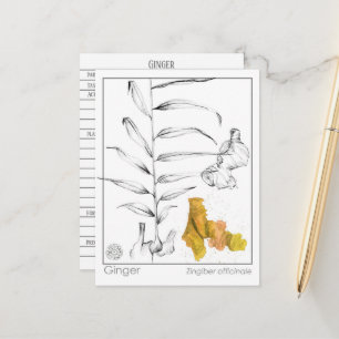 Postale Carte d'étude sur les plantes Ginger Materia Medic