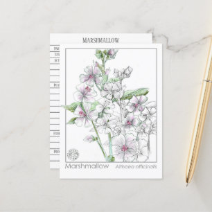 Postale Carte d'étude sur les plantes Marshmallow Materia 