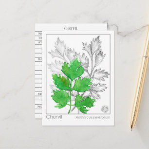 Postale Carte d'étude sur les plantes Materia Medica Cherv