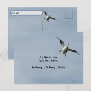 Postale Carte d'identité de poste - Américain blanc Pélica