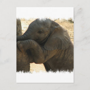 Postale Carte éléphant bébé