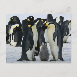 Postale Carte famille Penguin