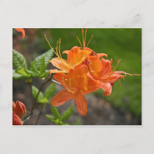 Postale Carte Flame Azalea Spring Post