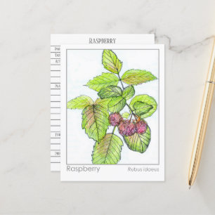 Postale Carte Flash Raspberry Materia Medica Herbal Study