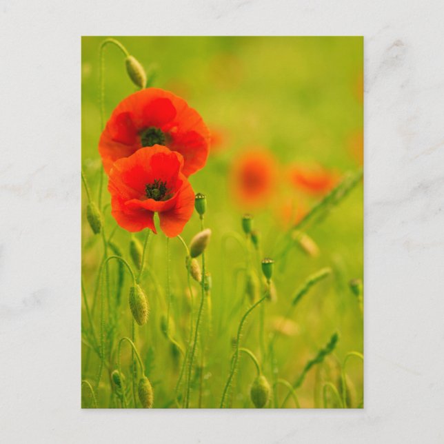 Postale Carte - fleurs de coquelicots (Devant)