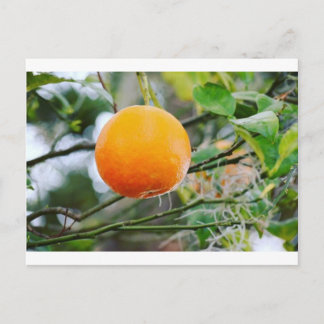 Postale Carte Florida Orange Post