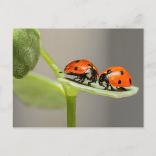 Postale Carte Ladybugs