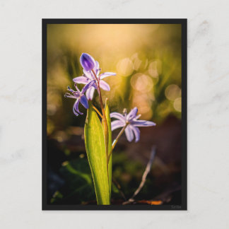 Postale Carte le Scille