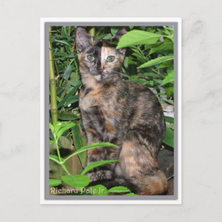 Postale Carte Panier