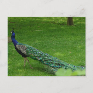 Postale Carte paon colorée