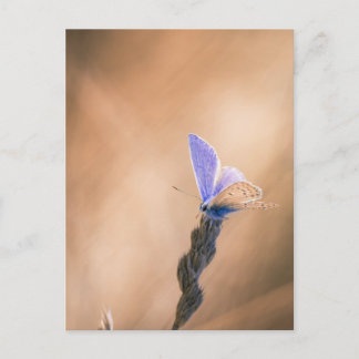 Postale Carte papillon Argus bleu