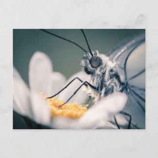 Postale Carte papillon Gazé