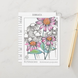 Postale Carte Plante Echinacea Materia Medica Herbal Study