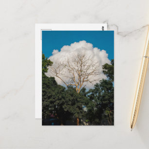 Postale Carte plate de l'arbre de nuage