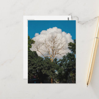 Postale Carte plate de l'arbre de nuage
