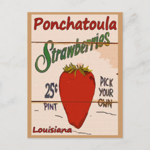 Postale Carte Ponchatoula Strawberries