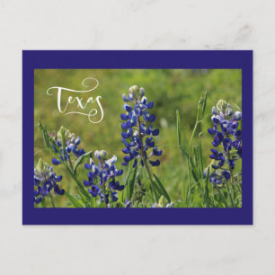 Postale Carte Post Bluebonnet Texas