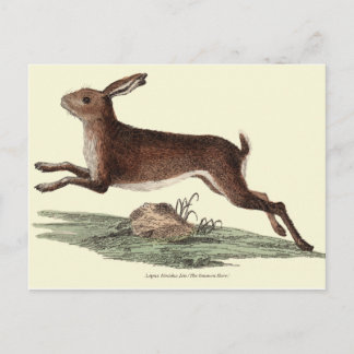 POSTALE CARTE POST HARE