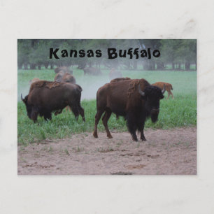 Postale CARTE POST Kansas Buffalo