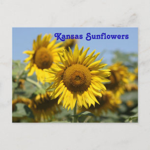 Postale CARTE POST Kansas Sunflowers