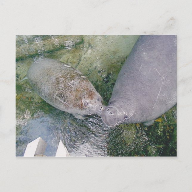 Postale Carte Post Smooch Manatee (Devant)