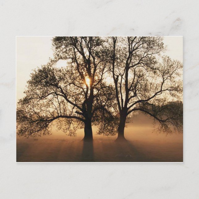 Postale Carte postale, arbre (Devant)