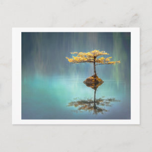 POSTALE CARTE POSTALE: ARBRE SUR UNE ÎLE