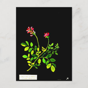 Postale Carte postale-Art botanique-Mary Delany 15