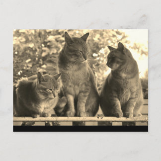 Postale Carte postale: Bateaux de ferme
