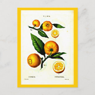 Postale Carte postale-Botaniques-Pierre Joseph Redoute 23