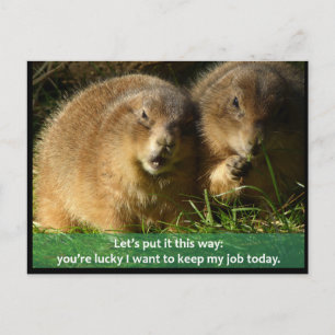 Postale Carte postale: Chiens des Prairies