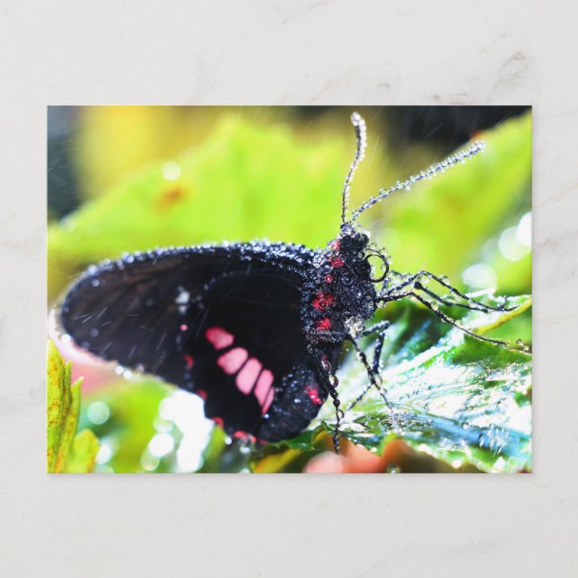 Postale Carte postale/Doris Longwing Butterfly (Devant)