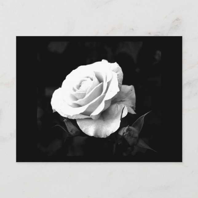 Postale Carte postale-Fleurs-41 (Devant)