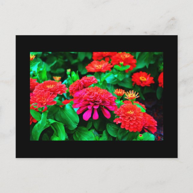 Postale Carte postale-Fleurs-61 (Devant)