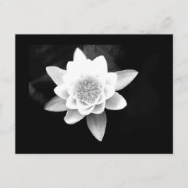 Postale Carte postale-Fleurs-63