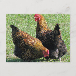 Postale Carte postale, Hen Sisters