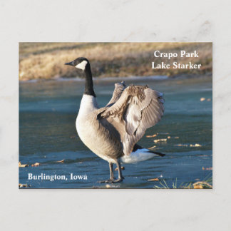 Postale Carte postale, Iowa, Burlington, Crapo Park, Oie